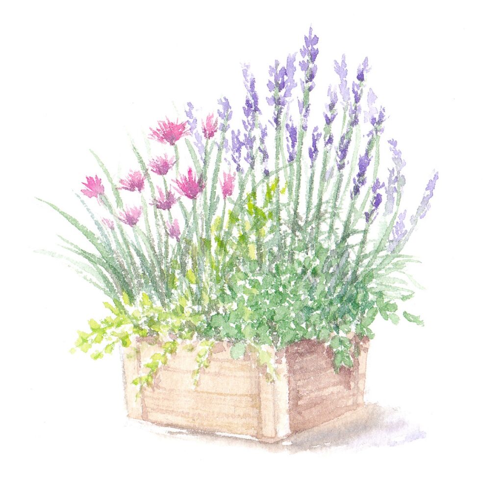 10月3日 リユース寄せ植え 《先着順》