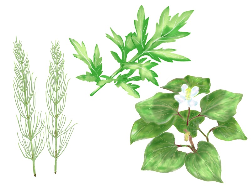 10月26日 薬になる木・草を学ぶ〈秋〉《先着順》